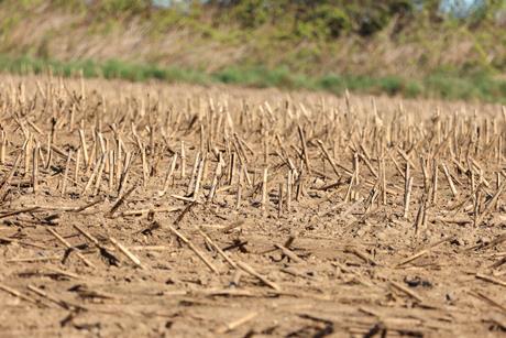 drought harvest GettyImages-2213373063