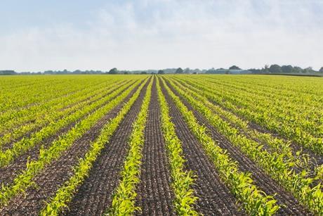 Plants growing in field