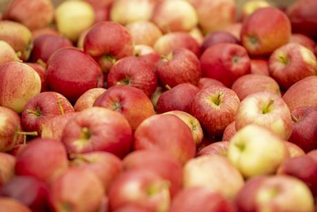 FSP_Apple_Harvest_095