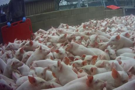 Animal Justice Project- crowded pigs