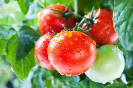 tomatoes GettyImages-471389011