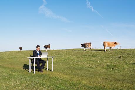 business cow farm