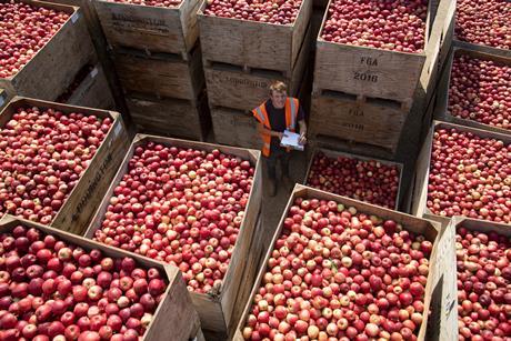 FSP_Loddington_Apple_Harvest_029