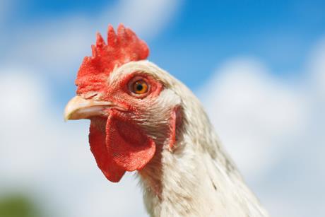 Close up portrait of white free range chicken in field - stock photo - Getty