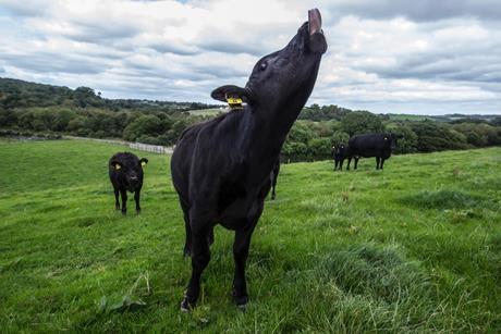 Finnebrogue wagyu happy cow