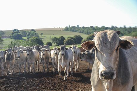 brazil cow cattle beef farm