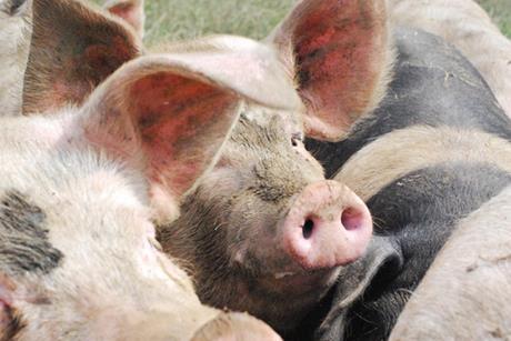 Helen Browning's Oragnic saddleback pigs