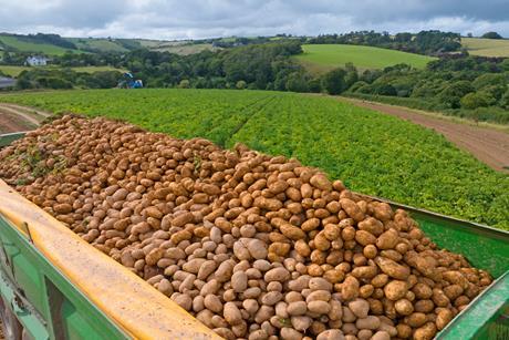 potatoes in truck next to field - getty