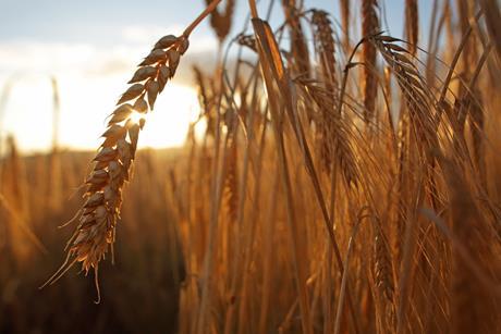 Barley in field - stock photo