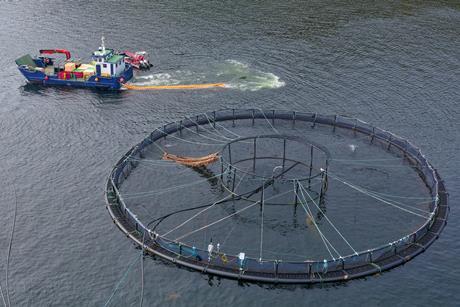 Fish farm salmon round nets in natural environment Loch Fyne Arygll and Bute Scotland - Getty