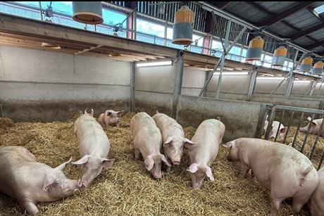 Teco hi res Sows image
