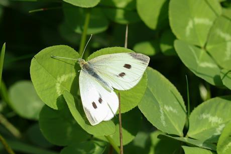 white butterfly