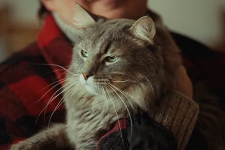 yorkshire tea ad cat