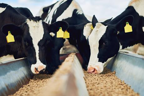 Cows eating feed GettyImages-875237010