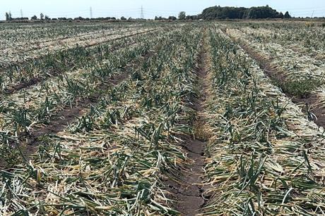 Onion harvest 2026- BOPA