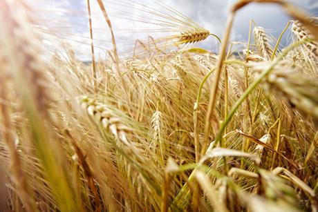 Close-up of wheat - stock photo