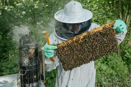 waitorse bees
