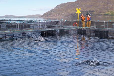 salmon farm