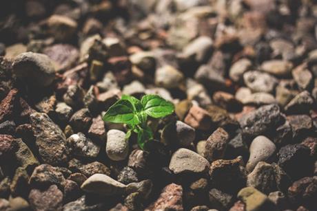 Green shoot growth plant gravel