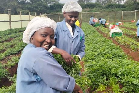 Waitrose Foundation herb farm