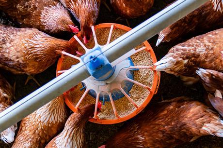 Chickens eating from a feeder at a poultry farm  -Getty Images