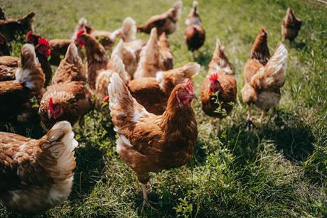 free range chickens in a field