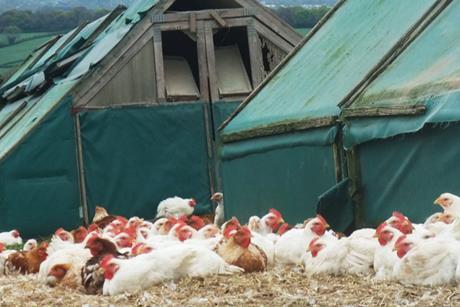 2 sisters organic chickens