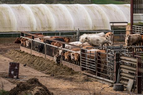 cattle farm GettyImages-845493712