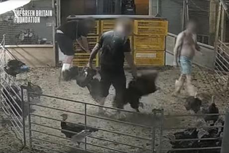 animal abuse Hockenhull turkeys Green Britain Foundation