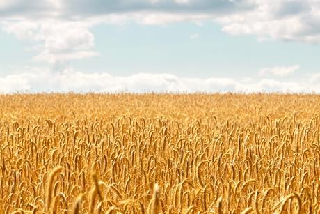 Wheat golden field background