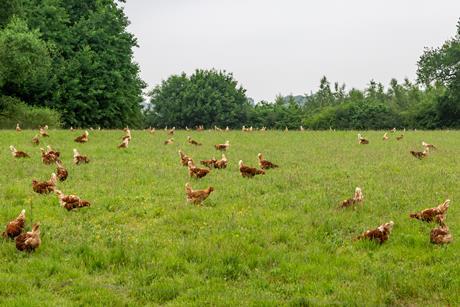 flock of chickens - getty
