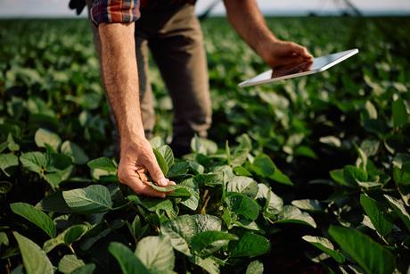 Close up of farm worker using touchpad during inspection of soybean crops in the field. - stock photo