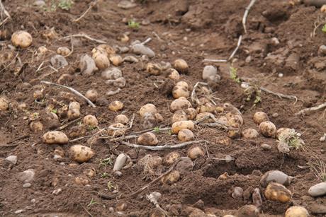 potatoes in a field - Getty