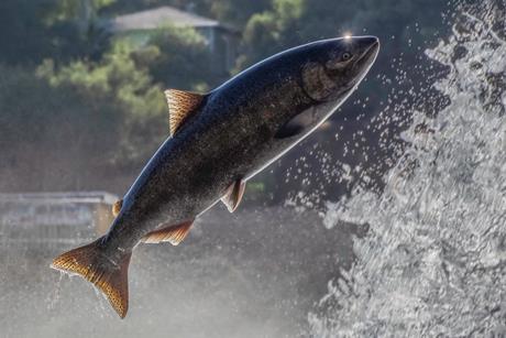 fish swimming jump river wild fishing