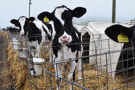 M&S dairy calves in pens