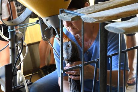 Gavage - Animal Welfare UK