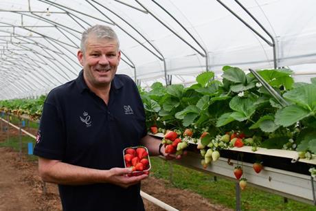S&A strawberry supplier