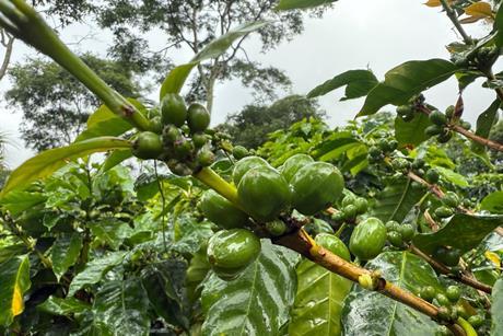 Photos from a Regenerative Agriculture Standard audit at La Cumplida, a farm in Matagalpa region of Nicaragua 1