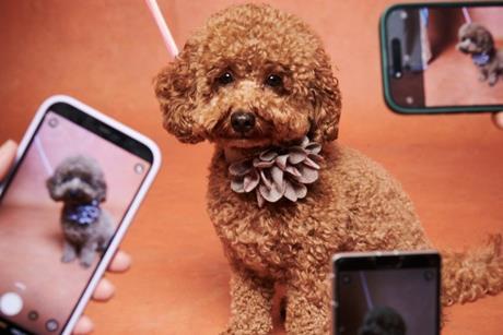celebrity dog social media influencer