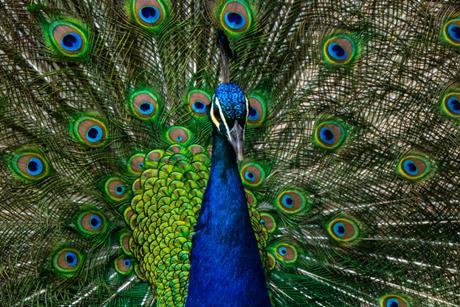 peacock unsplash