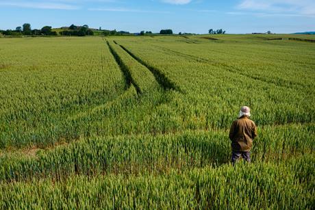 High angle view of a senior man in a field