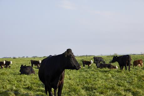 waitrose leckford regenerative agriculture farming cows