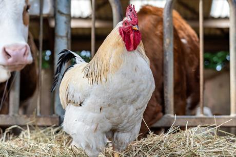 GettyImages-2231789838