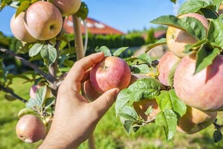 apple picked off tree- gett