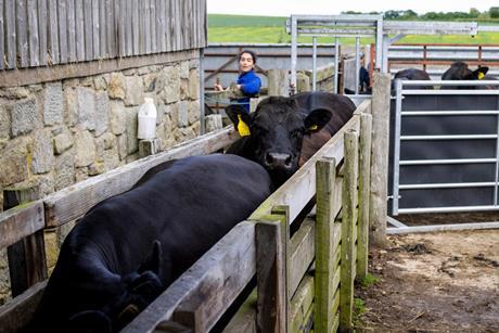 Farmer with cattle in a working farm yard