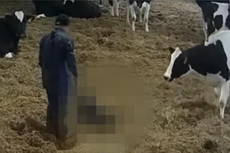 screenshot animal abuse saputo