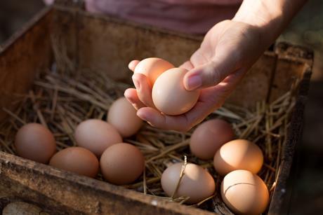 Woman collecting fresh chicken eggs, close-up of hands - Getty Images