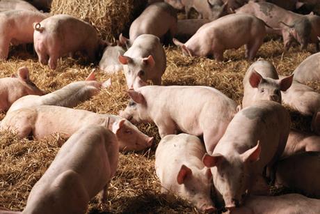 pig farm - getty