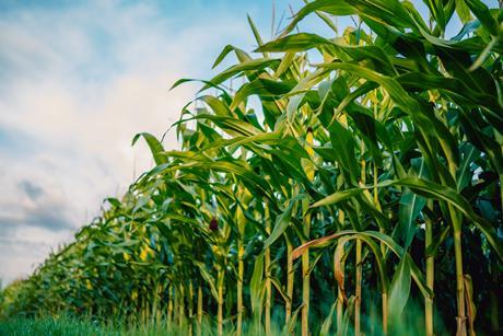 GettyImages-2231793413