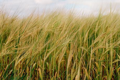 Corn field-Barley - Getty Images